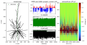 Read more about the article WHICH METHOD IS BETTER FOR ESTIMATING EXCITATION AND INHIBITION (E/I) BALANCE USING ELECTROPHYSIOLOGICAL DATA? LESSONS FROM SINGLE CELL SIMULATION DATA