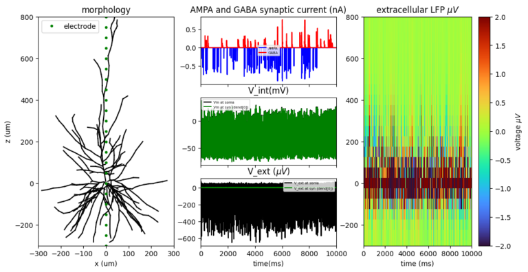 Read more about the article WHICH METHOD IS BETTER FOR ESTIMATING EXCITATION AND INHIBITION (E/I) BALANCE USING ELECTROPHYSIOLOGICAL DATA? LESSONS FROM SINGLE CELL SIMULATION DATA