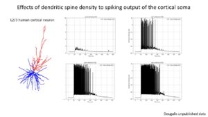 Read more about the article COMPUTATIONAL MODELS FOR EDUCATION AND RESEARCH: UNLOCKING THE MYSTERIES OF NEURONS
