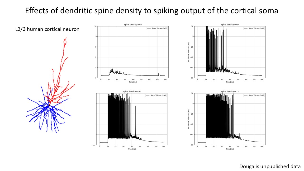 You are currently viewing COMPUTATIONAL MODELS FOR EDUCATION AND RESEARCH: UNLOCKING THE MYSTERIES OF NEURONS